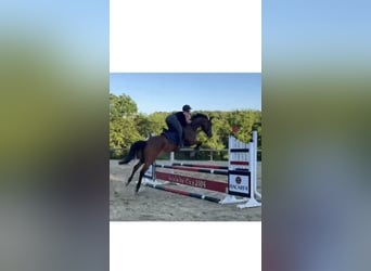 Deutsches Sportpferd, Stute, 5 Jahre, 165 cm, Brauner