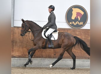 Deutsches Sportpferd, Stute, 5 Jahre, 165 cm, Brauner