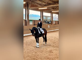 Deutsches Sportpferd, Stute, 5 Jahre, 165 cm, Dunkelbrauner