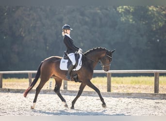 Deutsches Sportpferd, Stute, 5 Jahre, 165 cm, Dunkelbrauner
