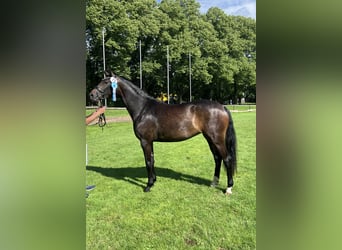 Deutsches Sportpferd, Stute, 5 Jahre, 165 cm, Dunkelbrauner
