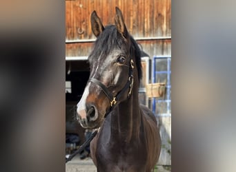 Deutsches Sportpferd, Stute, 5 Jahre, 165 cm, Dunkelbrauner
