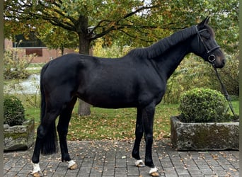 Deutsches Sportpferd, Stute, 5 Jahre, 165 cm, Dunkelbrauner