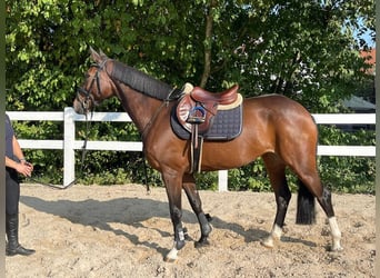 Deutsches Sportpferd, Stute, 5 Jahre, 165 cm, Dunkelbrauner