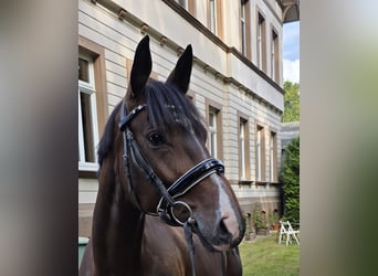 Deutsches Sportpferd, Stute, 5 Jahre, 165 cm, Dunkelbrauner