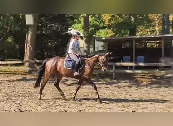 Deutsches Sportpferd, Stute, 5 Jahre, 165 cm, Dunkelbrauner