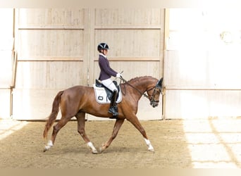 Deutsches Sportpferd, Stute, 5 Jahre, 165 cm, Dunkelfuchs