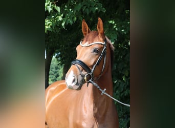 Deutsches Sportpferd, Stute, 5 Jahre, 165 cm, Dunkelfuchs