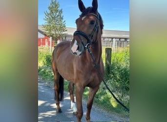 Deutsches Sportpferd, Stute, 5 Jahre, 165 cm, Dunkelfuchs