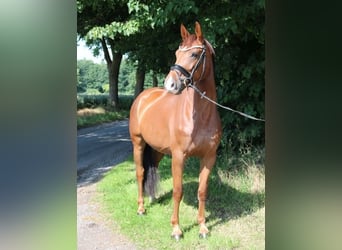 Deutsches Sportpferd, Stute, 5 Jahre, 165 cm, Dunkelfuchs