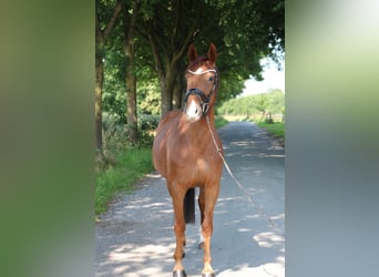 Deutsches Sportpferd, Stute, 5 Jahre, 165 cm, Dunkelfuchs