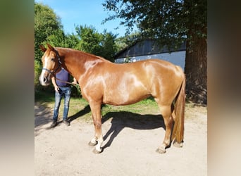 Deutsches Sportpferd, Stute, 5 Jahre, 165 cm, Fuchs