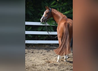 Deutsches Sportpferd, Stute, 5 Jahre, 165 cm, Fuchs