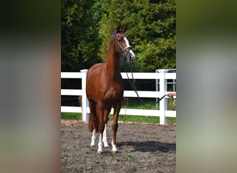 Deutsches Sportpferd, Stute, 5 Jahre, 165 cm, Fuchs