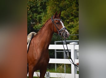 Deutsches Sportpferd, Stute, 5 Jahre, 165 cm, Fuchs