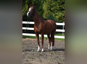 Deutsches Sportpferd, Stute, 5 Jahre, 165 cm, Fuchs