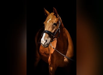 Deutsches Sportpferd, Stute, 5 Jahre, 165 cm, Fuchs