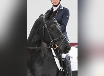 Deutsches Sportpferd, Stute, 5 Jahre, 165 cm, Rappe