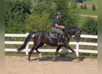 Deutsches Sportpferd, Stute, 5 Jahre, 165 cm, Rappe