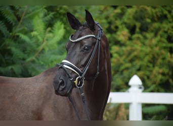 Deutsches Sportpferd, Stute, 5 Jahre, 165 cm, Rappe