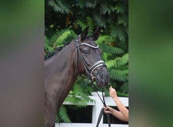 Deutsches Sportpferd, Stute, 5 Jahre, 165 cm, Rappe