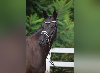 Deutsches Sportpferd, Stute, 5 Jahre, 165 cm, Rappe