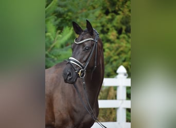 Deutsches Sportpferd, Stute, 5 Jahre, 165 cm, Rappe