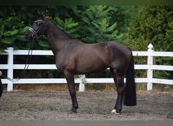 Deutsches Sportpferd, Stute, 5 Jahre, 165 cm, Rappe