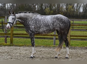 Deutsches Sportpferd, Stute, 5 Jahre, 165 cm, Schimmel