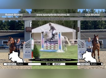 Deutsches Sportpferd, Stute, 5 Jahre, 165 cm, Schimmel