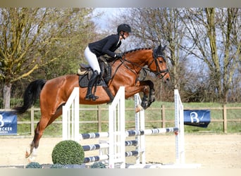 Deutsches Sportpferd, Stute, 5 Jahre, 166 cm, Brauner