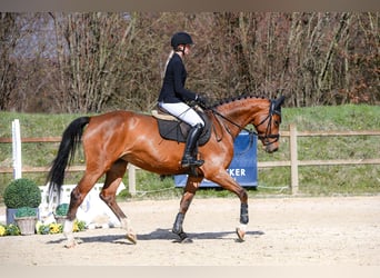 Deutsches Sportpferd, Stute, 5 Jahre, 166 cm, Brauner