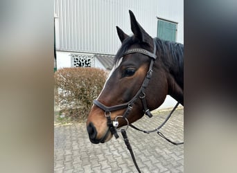 Deutsches Sportpferd, Stute, 5 Jahre, 166 cm, Brauner