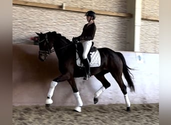 Deutsches Sportpferd, Stute, 5 Jahre, 166 cm, Dunkelbrauner