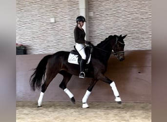 Deutsches Sportpferd, Stute, 5 Jahre, 166 cm, Dunkelbrauner