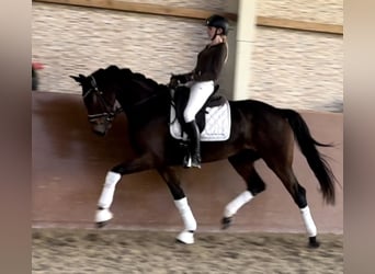 Deutsches Sportpferd, Stute, 5 Jahre, 166 cm, Dunkelbrauner