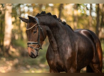 Deutsches Sportpferd, Stute, 5 Jahre, 166 cm, Dunkelbrauner