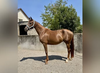 Deutsches Sportpferd, Stute, 5 Jahre, 166 cm, Dunkelfuchs