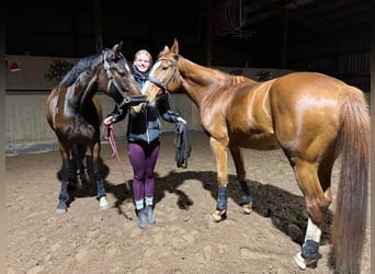 Deutsches Sportpferd, Stute, 5 Jahre, 166 cm, Fuchs