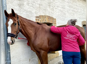 Deutsches Sportpferd, Stute, 5 Jahre, 166 cm, Fuchs