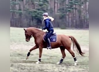 Deutsches Sportpferd, Stute, 5 Jahre, 166 cm, Fuchs
