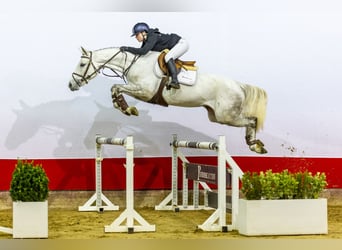 Deutsches Sportpferd, Stute, 5 Jahre, 166 cm, Kann Schimmel werden