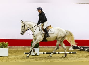 Deutsches Sportpferd, Stute, 5 Jahre, 166 cm, Kann Schimmel werden