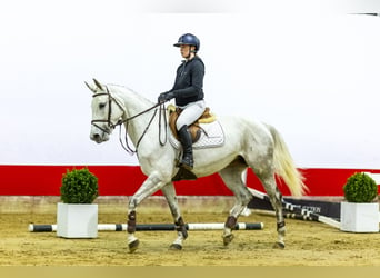 Deutsches Sportpferd, Stute, 5 Jahre, 166 cm, Kann Schimmel werden