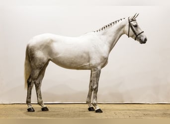 Deutsches Sportpferd, Stute, 5 Jahre, 166 cm, Kann Schimmel werden