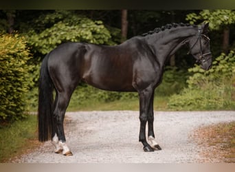 Deutsches Sportpferd, Stute, 5 Jahre, 166 cm, Rappe