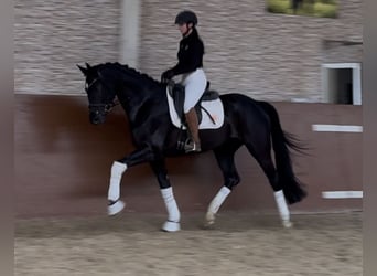 Deutsches Sportpferd, Stute, 5 Jahre, 166 cm, Rappe