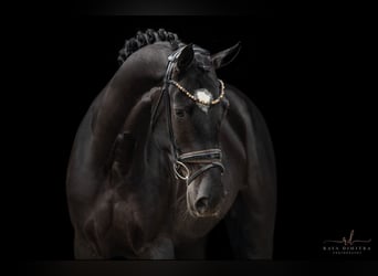 Deutsches Sportpferd, Stute, 5 Jahre, 166 cm, Rappe