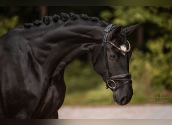 Deutsches Sportpferd, Stute, 5 Jahre, 166 cm, Rappe