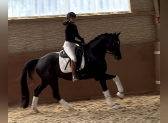 Deutsches Sportpferd, Stute, 5 Jahre, 166 cm, Rappe